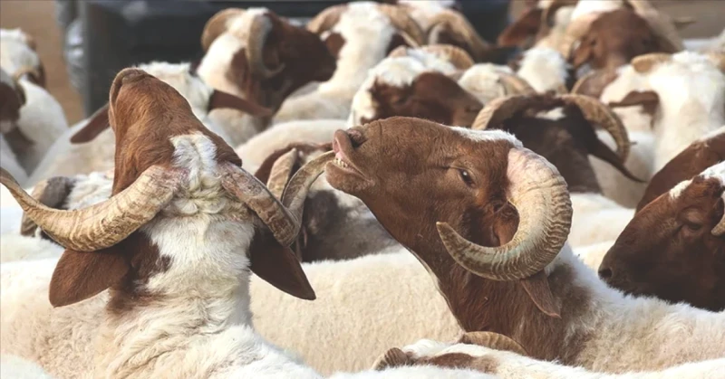Kurban Bayramı 2026: Tarihleri ve Önemli Günler!
