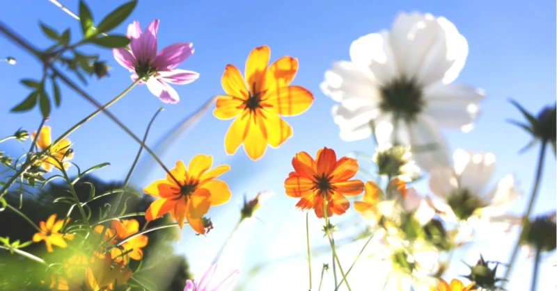 Bitkilerin Çiçek Açma Sırrı Ortaya Çıktı! Doğanın Uyanışı Hakkında Bilmeniz Gerekenler